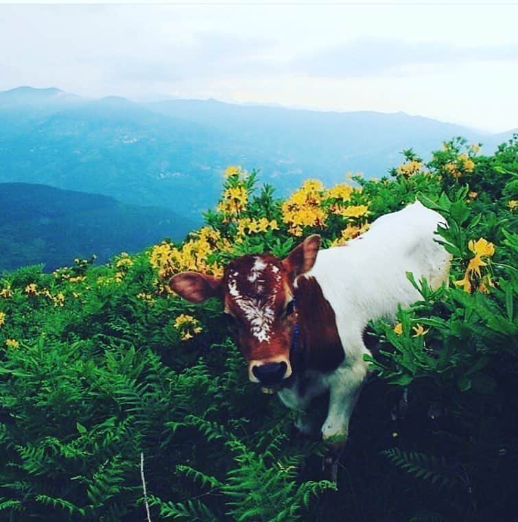 Tainá Müllerさんのインスタグラム写真 - (Tainá MüllerInstagram)「A incrível arte de encontrar beleza na vaca que vai pro brejo. 😁👍🏼 #bailandonadistopia #alegrenoapocalipse #niilismodoarcoíris」4月3日 21時25分 - tainamuller