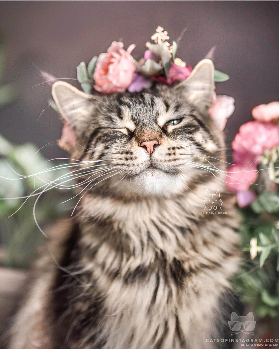 Cats of Instagramさんのインスタグラム写真 - (Cats of InstagramInstagram)「From @leo.mainecoon: “Hey there, good lookin’ 😉” #catsofinstagram #twitterweek」4月3日 21時30分 - cats_of_instagram