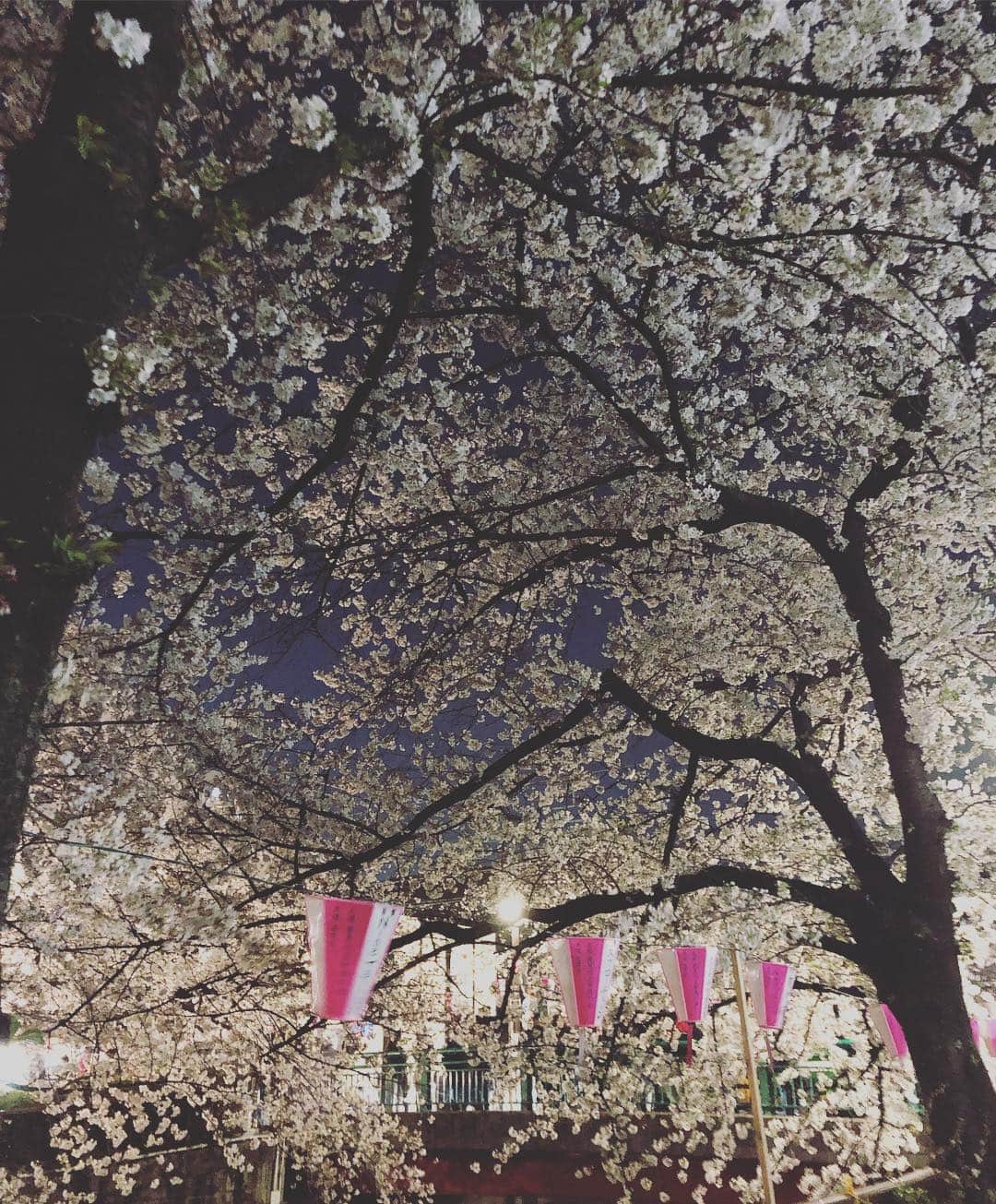早見優さんのインスタグラム写真 - (早見優Instagram)「It really is a beautiful time of the year🌸 #cherryblossom #花見 #sakura #桜 #夜桜 #tokyo」4月3日 21時26分 - yuyuhayami
