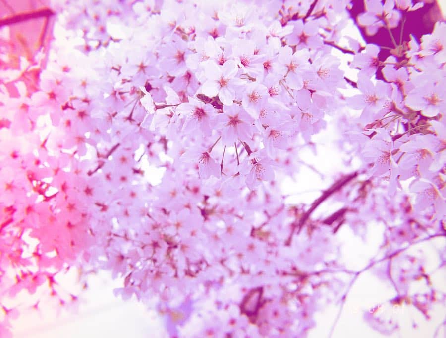 益若つばささんのインスタグラム写真 - (益若つばさInstagram)「桜の時期もあと少し🌸🌸﻿ ﻿ ﻿ 髪もピンクで﻿ ﻿ ﻿ ピンクxピンク🌸☺︎﻿ ﻿ ﻿ #sakura #spring #japan ﻿#Canon #canon9000d  #カメラ #カメラ散歩 #카메라 #相机 ##一眼レフ #桜」4月3日 21時27分 - tsubasamasuwaka1013