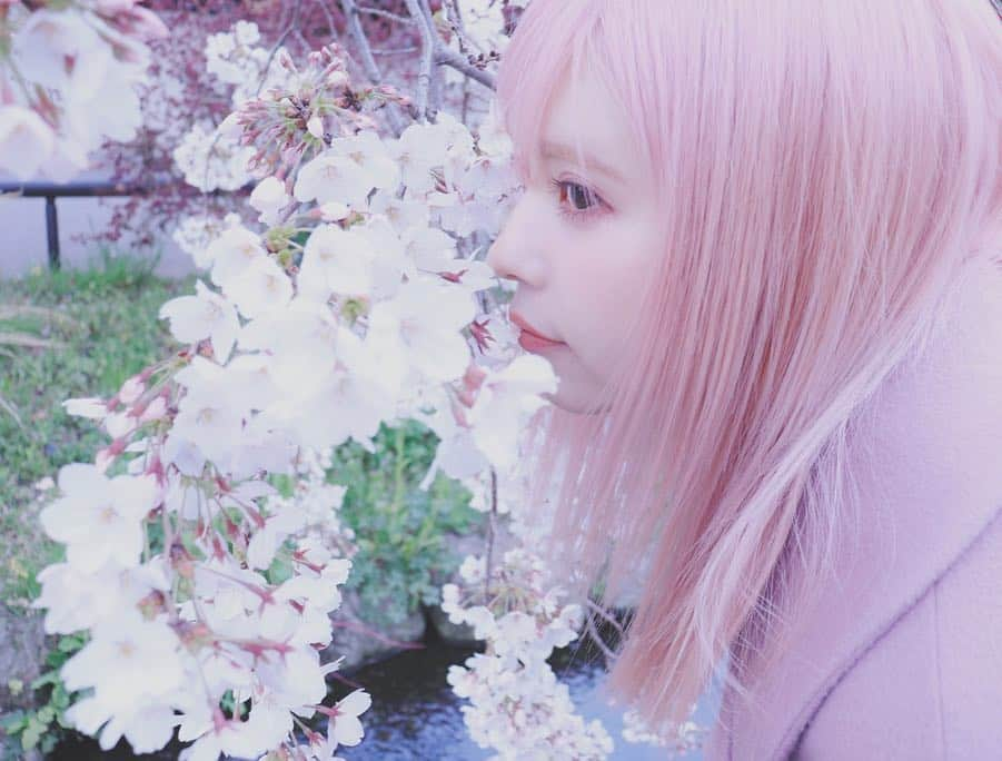 益若つばささんのインスタグラム写真 - (益若つばさInstagram)「桜の時期もあと少し🌸🌸﻿ ﻿ ﻿ 髪もピンクで﻿ ﻿ ﻿ ピンクxピンク🌸☺︎﻿ ﻿ ﻿ #sakura #spring #japan ﻿#Canon #canon9000d  #カメラ #カメラ散歩 #카메라 #相机 ##一眼レフ #桜」4月3日 21時27分 - tsubasamasuwaka1013