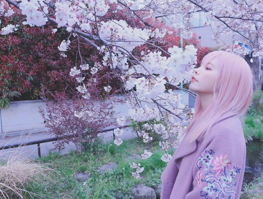 益若つばささんのインスタグラム写真 - (益若つばさInstagram)「桜の時期もあと少し🌸🌸﻿ ﻿ ﻿ 髪もピンクで﻿ ﻿ ﻿ ピンクxピンク🌸☺︎﻿ ﻿ ﻿ #sakura #spring #japan ﻿#Canon #canon9000d  #カメラ #カメラ散歩 #카메라 #相机 ##一眼レフ #桜」4月3日 21時27分 - tsubasamasuwaka1013