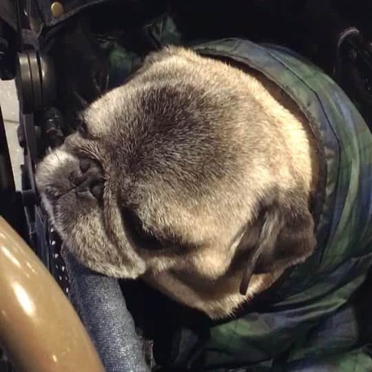 八兵衛のインスタグラム：「Hachibei🙈💤 * * プレーバック #インターペット2019 (多くてごめんなさい😂) * * 「せっかくカフェに 来たんだから 寝てはいられない！！💨」 * * その日カフェで ようやく休めたのは帰り道(笑) 八兵衛、 せっかく来れたのに寝てはもったいないと 思ってるのか？ 頑張っていました😂 * * ぐりちゃんのおねいさんが 撮ってくれたよ😆 * * #ほぼ黒パグ #おじいちゃん犬 #パグ #pug #puggy #puglife #puglove #petstagram #pugstagram #pugsofinstagram #pugs #dog #ふわもこ部  @igersjp #IGersJP #east_dog_japan #pecoイヌ部 #八兵衛 #はちべえ #朝ワンコ夕ニャンコ」