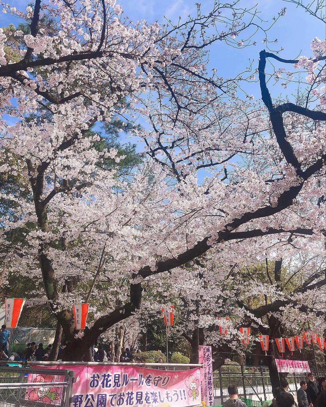 二重の女神 まあささんのインスタグラム写真 - (二重の女神 まあさInstagram)「. 上野の桜🌸も﻿ とーっても綺麗だった◡̈⃝︎⋆︎*﻿ ﻿ あとは夜桜を達成するのみ🤩‼️﻿ ﻿ ﻿ #spring #cherryblossom #cherryblossomtree #sakura #instapic #hanami #ueno #uenopark #uenoparktokyo #2019春 #花見 #お花見 #桜 #上野 #上野公園 #上野の桜 #上野公園の桜 #お散歩 #上野恩賜公園」4月3日 21時38分 - maasa.05