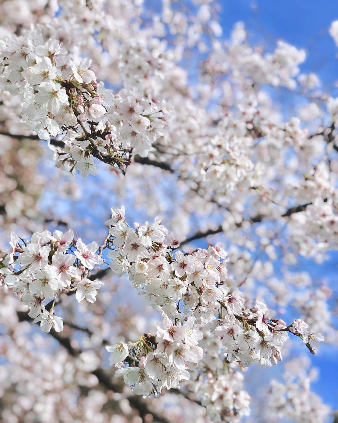 二重の女神 まあささんのインスタグラム写真 - (二重の女神 まあさInstagram)「. 上野の桜🌸も﻿ とーっても綺麗だった◡̈⃝︎⋆︎*﻿ ﻿ あとは夜桜を達成するのみ🤩‼️﻿ ﻿ ﻿ #spring #cherryblossom #cherryblossomtree #sakura #instapic #hanami #ueno #uenopark #uenoparktokyo #2019春 #花見 #お花見 #桜 #上野 #上野公園 #上野の桜 #上野公園の桜 #お散歩 #上野恩賜公園」4月3日 21時38分 - maasa.05