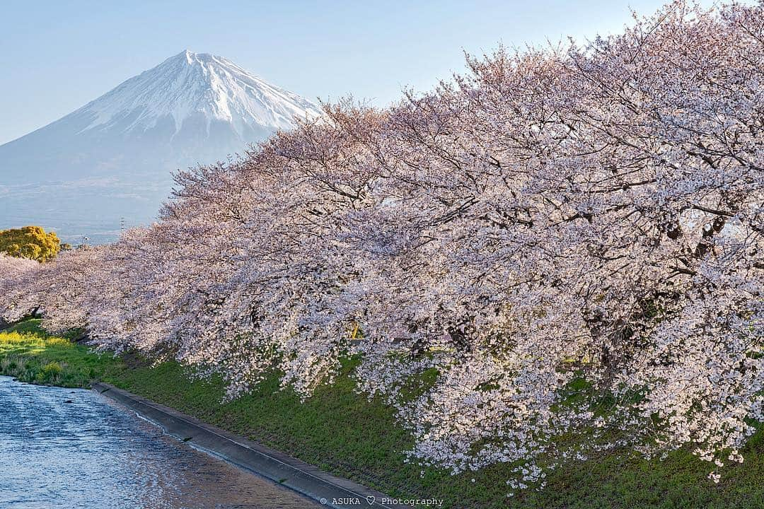 Asuka（明日香）さんのインスタグラム写真 - (Asuka（明日香）Instagram)「*﻿ *﻿ Spring light🗻✨﻿ *﻿ *﻿ 今朝は2時起床の3時10分出発でここへGo!!!﻿ 富士山がずーっときれいで帰りたくなかった(*^_^*) 2019.04.03﻿ ﻿ α7RIII× FE 24-70mm F2.8 GM﻿ ﻿﻿﻿ #富士山 ﻿ #富士山が好き ﻿ #世界遺産 ﻿ #龍巌淵﻿ #潤井川﻿ #worldheritage ﻿ #mountain﻿ #flower ﻿ #はなまっぷ ﻿ #はなまっぷ桜2019﻿ #桜﻿ #さくら﻿ #ザ花部 ﻿ #japan ﻿ #sakura﻿ #A7R3﻿ #α7RIII﻿ #cherry_blossoms﻿ #sonyalpha﻿ #mt_fuji ﻿ #fujiyama﻿ #yourshotphotographer﻿ #BeAlpha﻿ #japan﻿﻿﻿﻿ #MyRRS﻿﻿ #reallyrightstuff﻿﻿ #fstopgear﻿ ﻿」4月3日 21時37分 - _asuka_asuka_