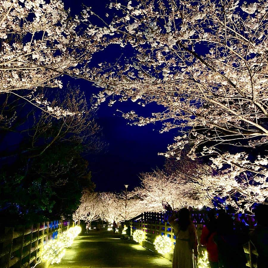 黒田真友香さんのインスタグラム写真 - (黒田真友香Instagram)「昨日、一足早めのお花見に 須磨浦公園駅の方まで行ってきました💕  私は兵庫県民なので須磨方面にはたまに来ますが、ここは初めて。  駅からロープウェイで上がったところにある須磨浦山上遊園は景色もとっても綺麗😍  須磨浦公園の方は #敦盛桜 っていうイベントがやってて、夜は桜のライトアップがあります🌸  まだ寒かったけど幻想的な景色にうっとりでした🥰  今さっきYouTubeに春メイク動画をアップしたので、コメントお待ちしてま〜す✏️ ・ ・  #PR  #桜 #敦盛桜 #2019 #花見 #須磨浦公園 #須磨浦山上遊園 #山陽電車 #花見 #神戸  #イルミネーション #ライトアップ」4月3日 21時46分 - kurodamayukaxx