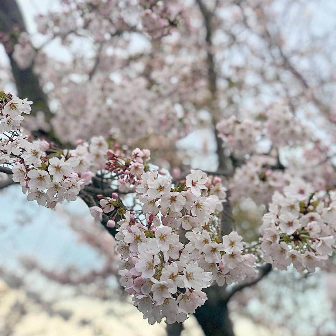 黒田真友香さんのインスタグラム写真 - (黒田真友香Instagram)「昨日、一足早めのお花見に 須磨浦公園駅の方まで行ってきました💕  私は兵庫県民なので須磨方面にはたまに来ますが、ここは初めて。  駅からロープウェイで上がったところにある須磨浦山上遊園は景色もとっても綺麗😍  須磨浦公園の方は #敦盛桜 っていうイベントがやってて、夜は桜のライトアップがあります🌸  まだ寒かったけど幻想的な景色にうっとりでした🥰  今さっきYouTubeに春メイク動画をアップしたので、コメントお待ちしてま〜す✏️ ・ ・  #PR  #桜 #敦盛桜 #2019 #花見 #須磨浦公園 #須磨浦山上遊園 #山陽電車 #花見 #神戸  #イルミネーション #ライトアップ」4月3日 21時46分 - kurodamayukaxx