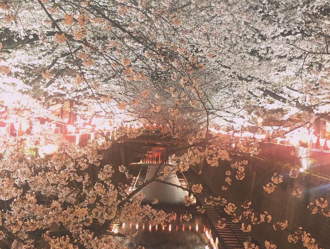 のインスタグラム：「夜桜🌸 #友達と#目黒川#桜#夜桜#iPhone#写真#フラッシュ必須#とりあえずフィルターかけとく笑#カメラ欲しい#nanamitanabe」