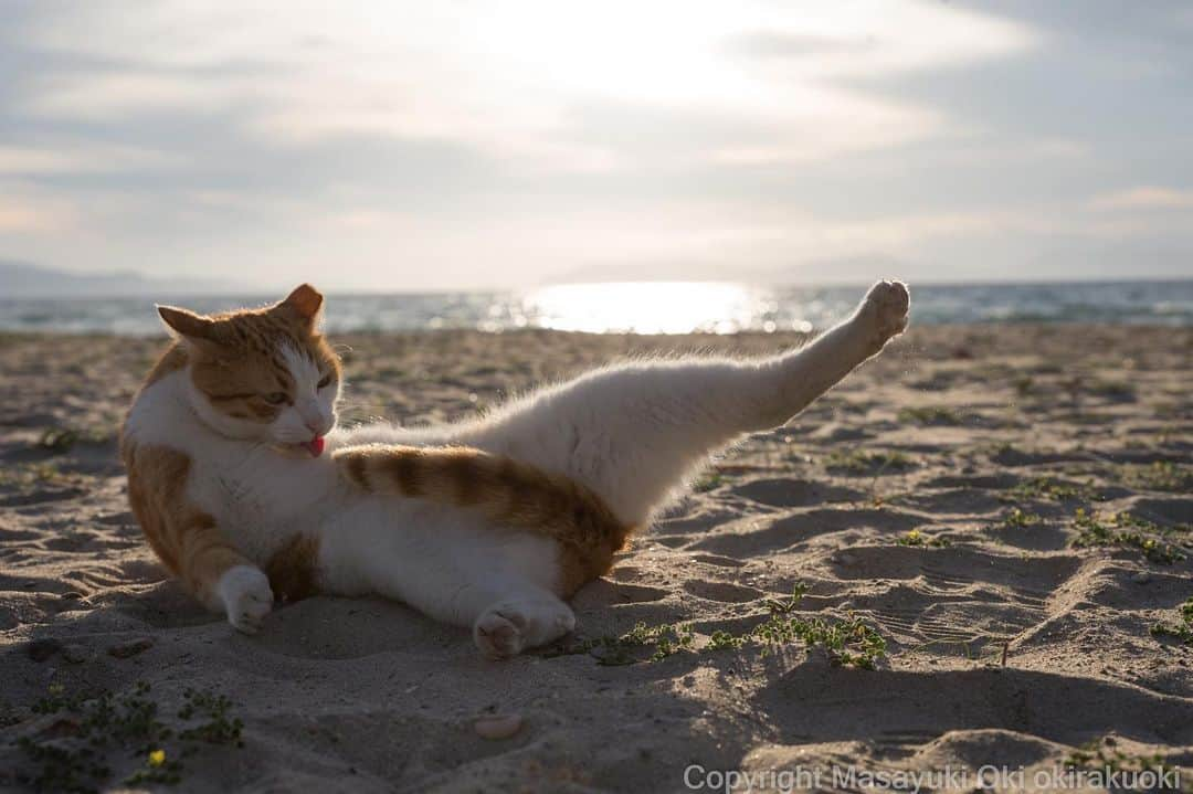 Masayukiさんのインスタグラム写真 - (MasayukiInstagram)「しっぽで隠す。  おはようございます。 Good morning from Tokyo Japan ☀️ #cat #ねこ」4月4日 7時11分 - okirakuoki