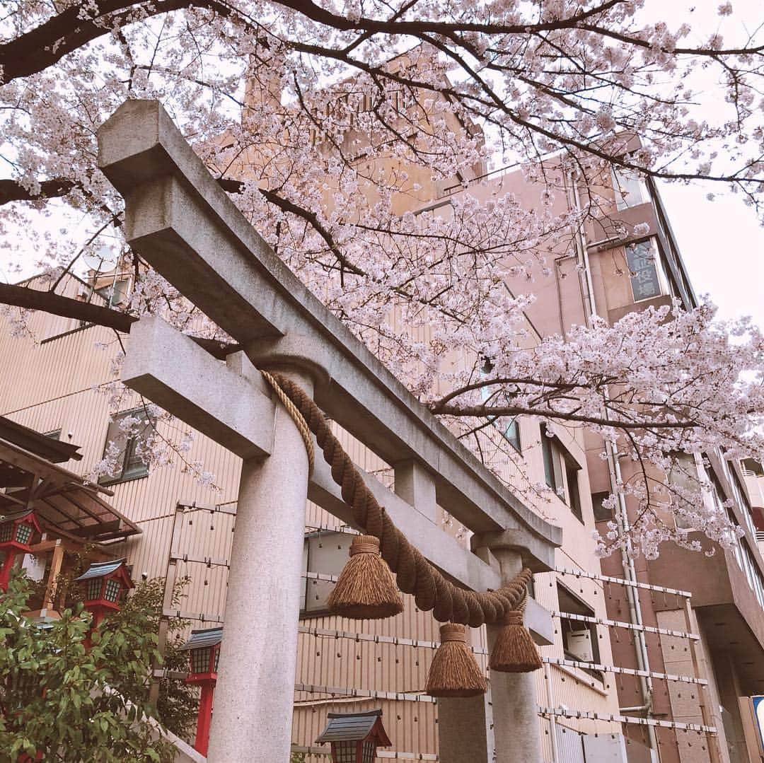 国生さゆりさんのインスタグラム写真 - (国生さゆりInstagram)「桜が綺麗に咲いてます✨🌸✨春の食卓🌸栄養バランス抜群サラダ  ちらし寿司  りっぱな蛤潮汁🌸 #桜 #ちらし寿司 #蛤 #国生さゆり」4月4日 7時12分 - sayurikokusho