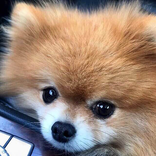 Monique&Gingerのインスタグラム：「I never get tired of this sweet angelic little face looking up at me!👼🏼🤗」