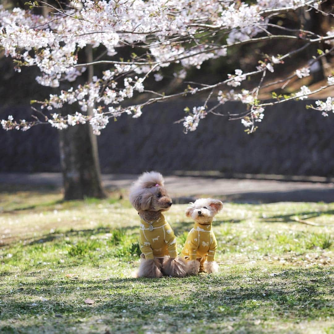 Maruさんのインスタグラム写真 - (MaruInstagram)「Cherry blossom viewing🌸  momochiとお花見散歩にお出かけしてきたよ！ 2枚目はね… いつもどおりの、 ゆる～い撮影ですの（笑）  #すぐ帰ってきちゃう @mai_life.f_momo  #凸凹シスターズ  #撮影はmaimai」4月4日 7時26分 - akiyomaru