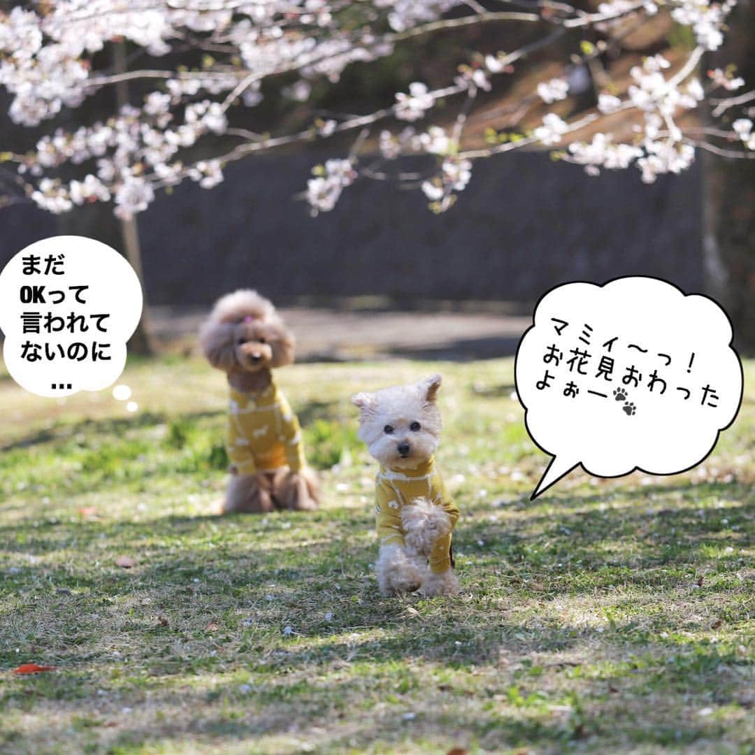Maruさんのインスタグラム写真 - (MaruInstagram)「Cherry blossom viewing🌸  momochiとお花見散歩にお出かけしてきたよ！ 2枚目はね… いつもどおりの、 ゆる～い撮影ですの（笑）  #すぐ帰ってきちゃう @mai_life.f_momo  #凸凹シスターズ  #撮影はmaimai」4月4日 7時26分 - akiyomaru
