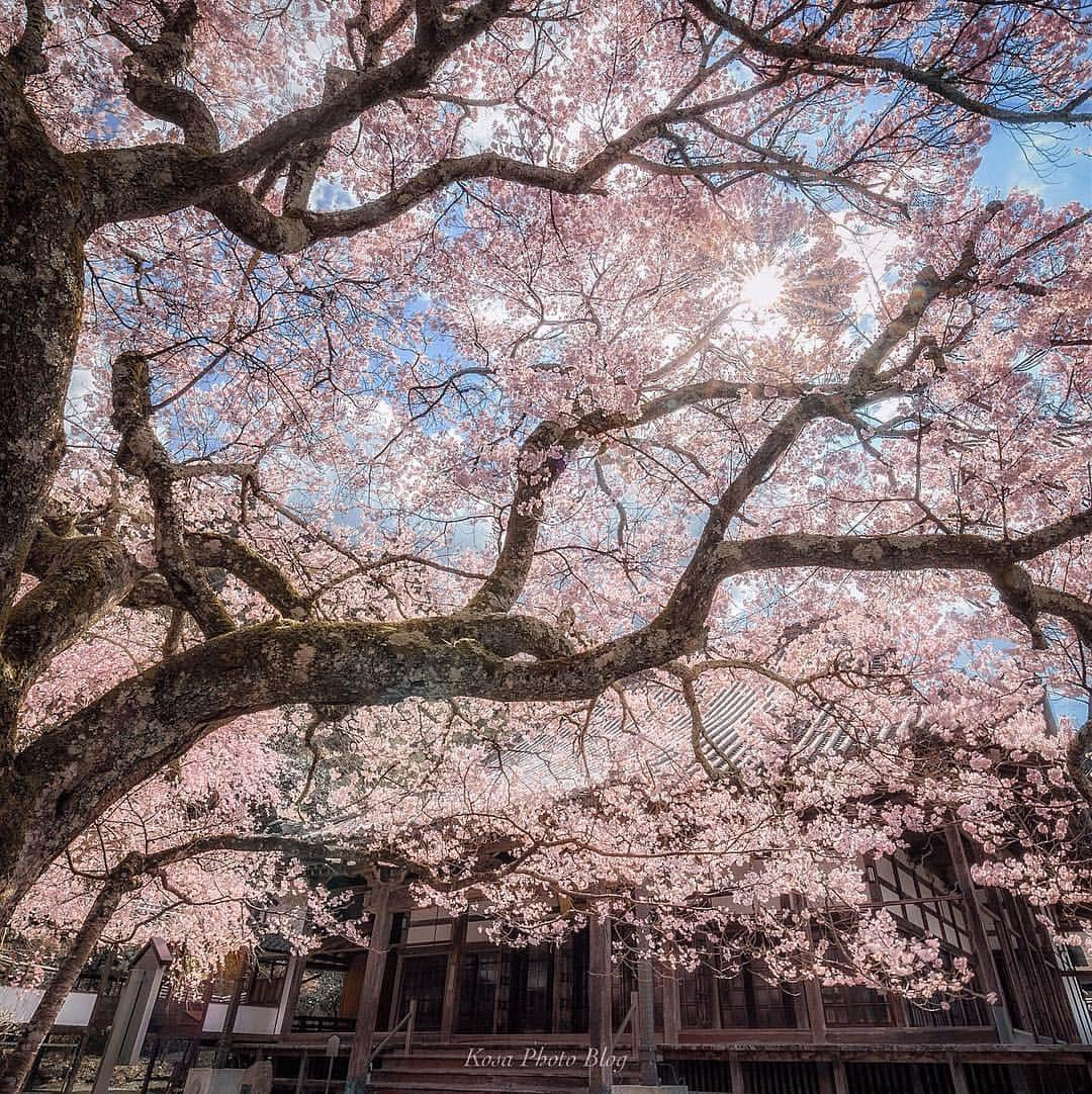 コサさんのインスタグラム写真 - (コサInstagram)「夜桜シリーズが続いたので、明るめのもアップします👍 今日から気温が上がるらしいので、桜も一気に開花しそうな予感😆 🌸 Location:奈良県 Nara/Japan Data:2019.3.31 🌸 #art_of_japan_ #tokyocameraclub #dpj_member #team_jp_ #IG_PHOS #photo_jpn #ptk_japan #pt_life_ #bestjapanpics #Lovers_Nippon #light_nikon #sorakataphoto #japan_great_view #IGersJP #マイタムロンレンズ #わたしは奈良派 #LBJ_桜2019 #as_桜2019 #team_jp_春色2019 #Japan_Daytime_View #はなまっぷ #super_japan_channel #nipponpic_member #LBJ_members #広がり同盟メンバー #inspiring_shot #Rox_Captures #s_shot #kf_gallery_vip #japanlives  使用レンズ：A012 / 希望レンズ：A043」4月4日 7時48分 - kosa_photo