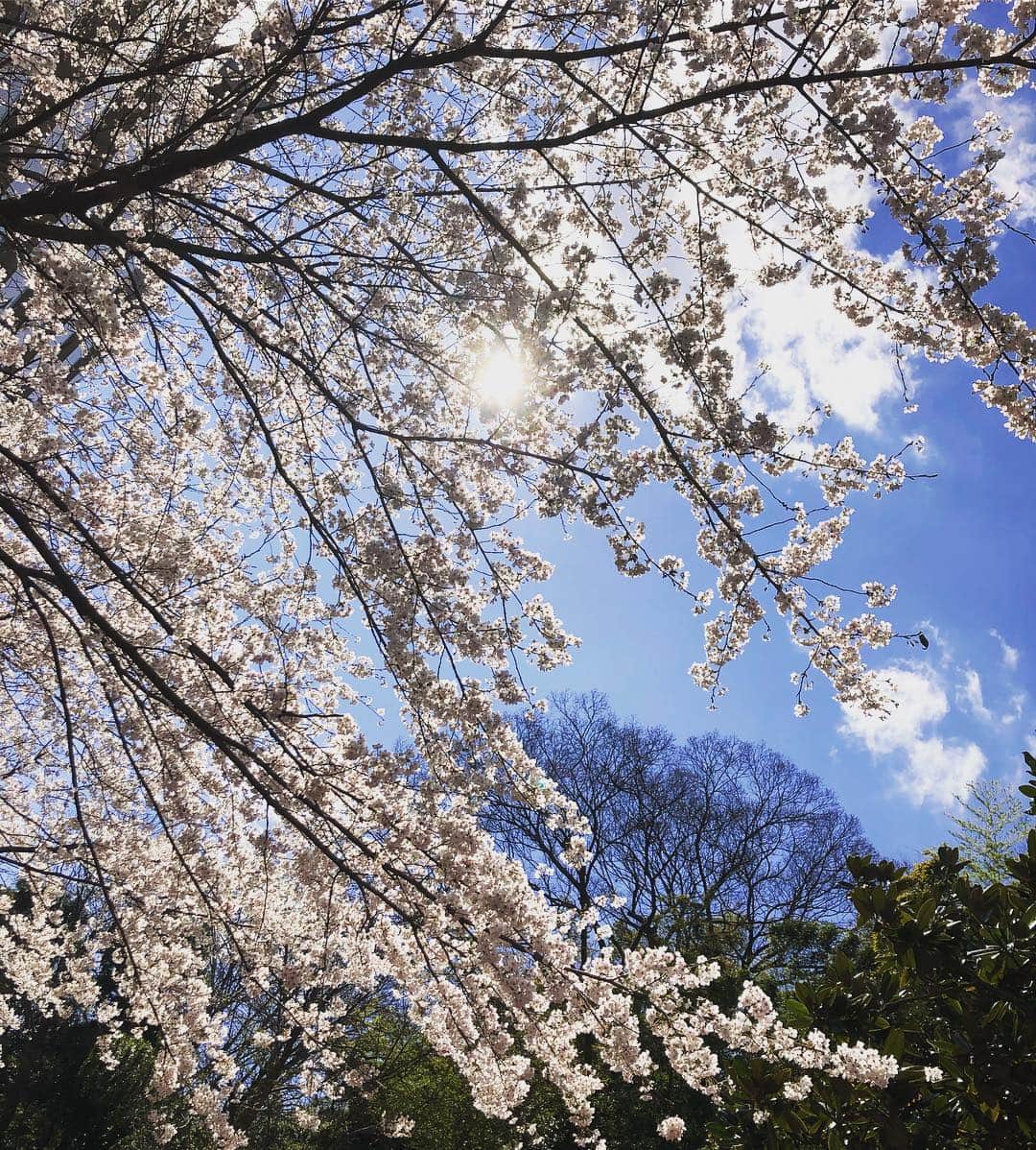 小野真弓さんのインスタグラム写真 - (小野真弓Instagram)「桜と愛車🌸🚘✨ #cherryblossom #桜#満開#vwgolf  東京、あちこち咲き乱れてます(^^) しあわせな気持ちになりますね(*´꒳`*)」4月4日 7時51分 - hanaharuaroi