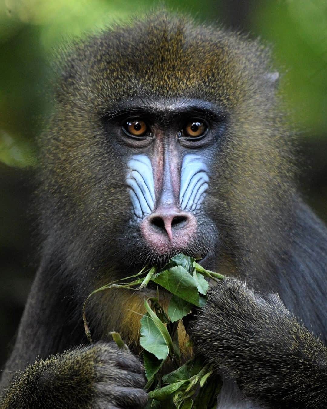 San Diego Zooさんのインスタグラム写真 - (San Diego ZooInstagram)「Kesi the mandrill loves her low-starch greens. 🥬 Buuut on cheat days, keepers give mandrills yummy enrichment treats like raisins, peanuts, and popcorn. #kutekesi #treatyoself #oldworldmonkey 📷: Debbie Beals」4月4日 8時00分 - sandiegozoo