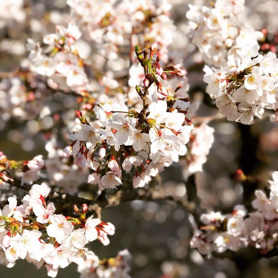 福田里香さんのインスタグラム写真 - (福田里香Instagram)「強風で快晴な春の午後。 昨日はわりとお花見日和でした。 昼ごはんは、蔵前のガード下で とんかつに海老フライを追加。 ロースカツ定食が670円はお値打ちだ。 • 靖国通りをまっすぐ九段下まで歩いて FACTRYでチョコレート🥯を買って ゴンドラとさかぐちに寄り道。 • さらに外堀通りまで歩いてお花見。 お濠の🌸の樹は土手の斜面に生えているから 歩道を歩くと目線の高さで満開になる。」4月4日 8時02分 - riccafukuda