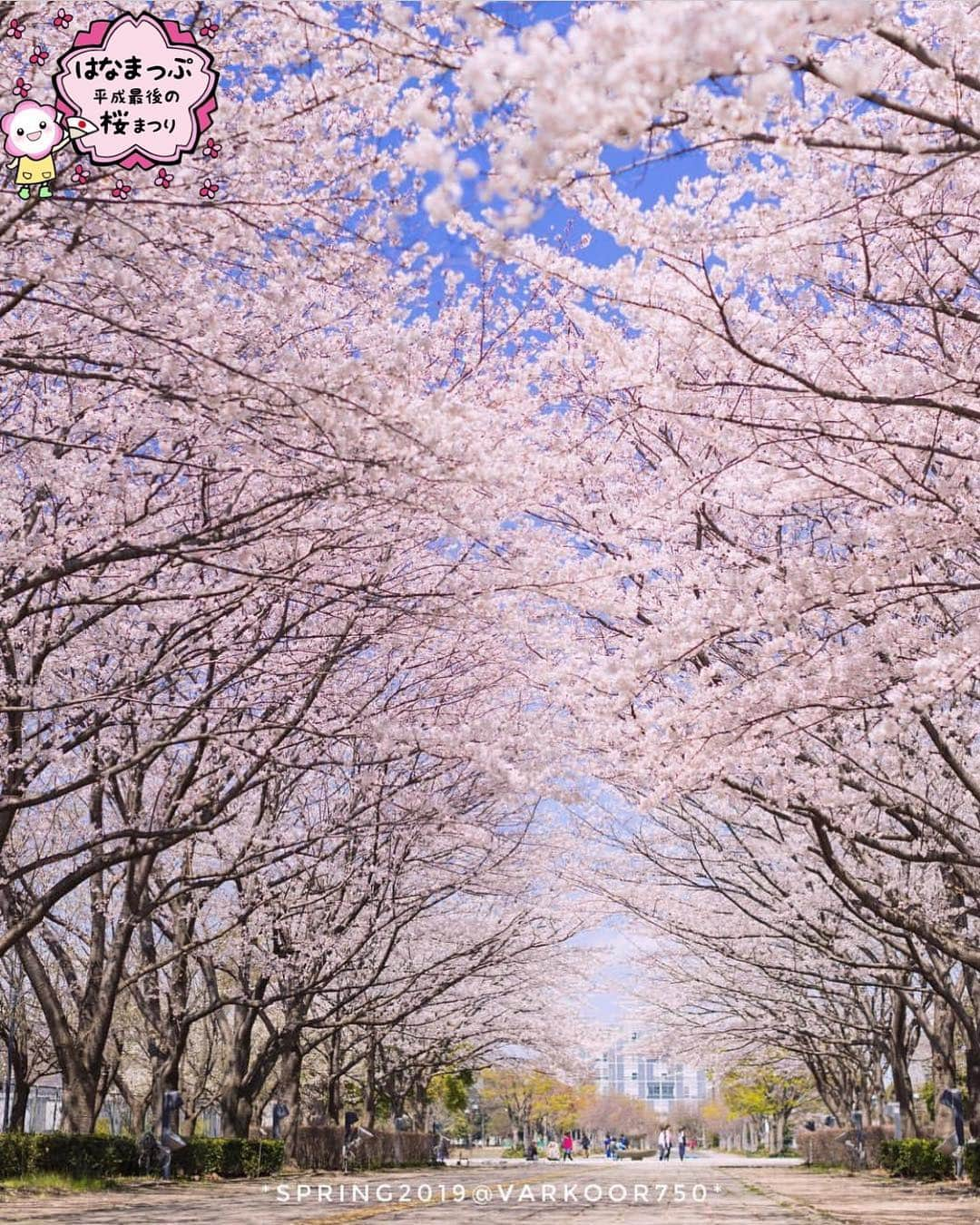 はなまっぷ❁日本の花風景さんのインスタグラム写真 - (はなまっぷ❁日本の花風景Instagram)「🍃🌸はなまっぷ平成最後の桜まつり🌸🍃 * @varkoor750 さんの 平成の桜に花まるを💮 * 平成を彩る日本の美しい桜をありがとうございます😊🌸🍃 * 千葉  #柏の葉公園 Kashiwanoha Park, Chiba Pref. * 見頃を過ぎている場所もご紹介しています。 お出かけの際はHP等で最新の情報をご確認くださいね🙏🌸🍃 * 🌸•••🍃•••🌸•••🍃•••🌸•••🍃•••🌸 * 🌸桜まつり概要🌸 * 期間:平成最後の日まで タグ:#はなまっぷ * #はなまっぷ  のタグの中から、桜のお写真をどんどんご紹介させていただきます。期間中はランダムに、複数枚投稿でもご紹介させていただく場合がございます。 * #桜#sakura#花見#さくら#日本#春#花#平成最後の#満開#桜並木 * 🌸•••🍃•••🌸•••🍃•••🌸•••🍃•••🌸 * はなまっぷより * 💌LINEスタンプ「はなまっぷちゃん」絶賛発売中！みなさんのLINEにも花まるを💮 💌はなまっぷ本、Amazonや全国の書店さんで満開です！ぜひお手にとっていただけると嬉しいです🌸 * LINEスタンプ、はなまっぷ本は、プロフ欄記載のTwitterアカウントよりご確認ください。 * 🌸•••🍃•••🌸•••🍃•••🌸•••🍃•••🌸 *」4月4日 8時11分 - hanamap