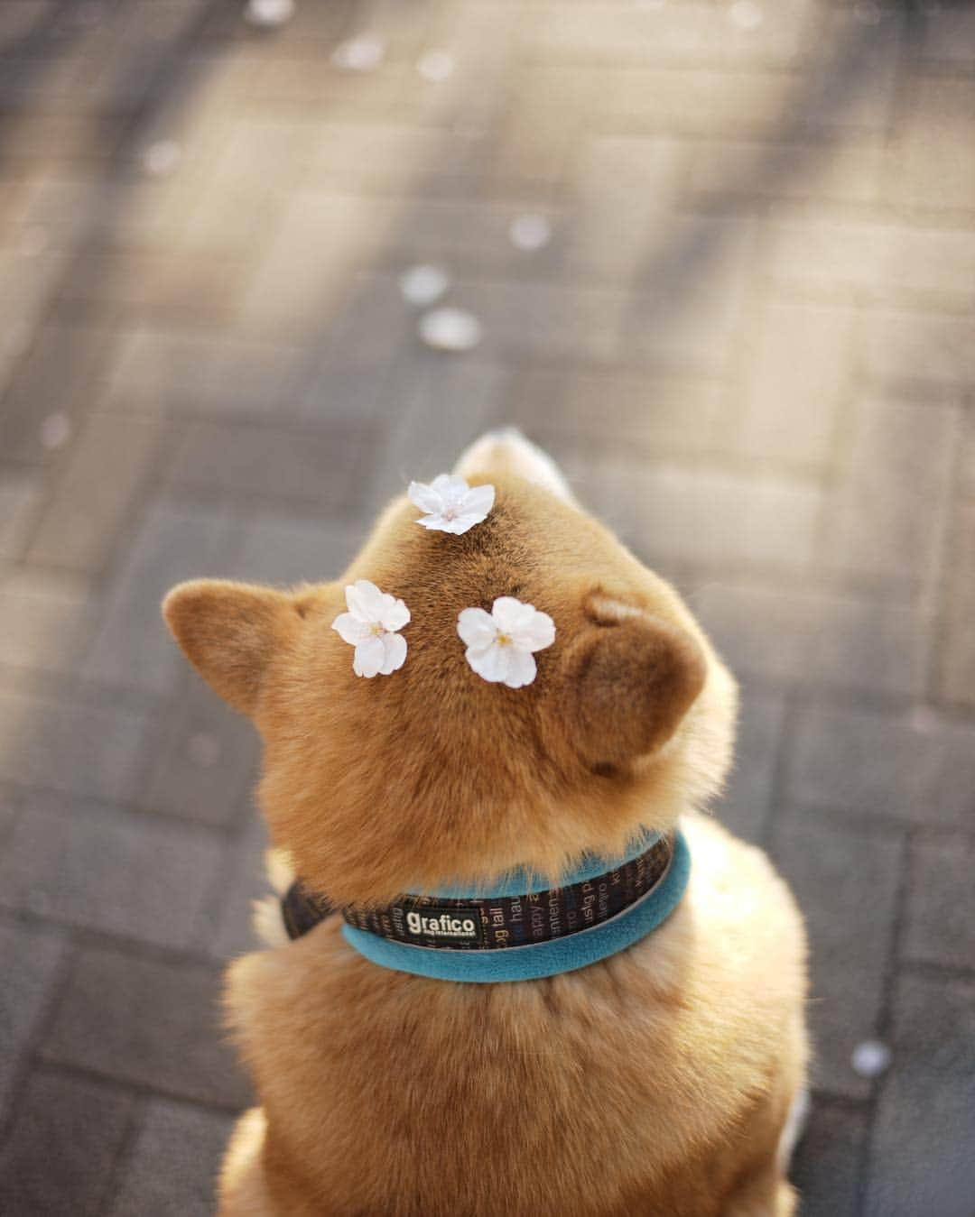 まる（まるたろう）さんのインスタグラム写真 - (まる（まるたろう）Instagram)「Good morning!!✨🌸🐶🌸✨おはまる〜(≧∀≦) まるはソメイヨシノの色が大好き✨ #主張しすぎない感じがまる子とピッタリでしょ #まる子グイグイ前に出るタイプじゃ無いし #パパ子は前に出過ぎよ #その自信はどこから来るん」4月4日 8時26分 - marutaro