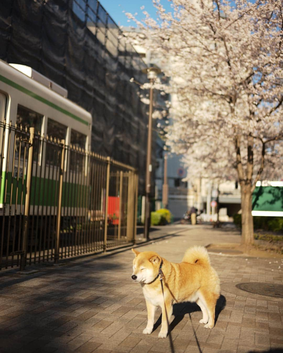 まる（まるたろう）さんのインスタグラム写真 - (まる（まるたろう）Instagram)「Good morning!!✨🌸🐶🌸✨おはまる〜(≧∀≦) まるはソメイヨシノの色が大好き✨ #主張しすぎない感じがまる子とピッタリでしょ #まる子グイグイ前に出るタイプじゃ無いし #パパ子は前に出過ぎよ #その自信はどこから来るん」4月4日 8時26分 - marutaro