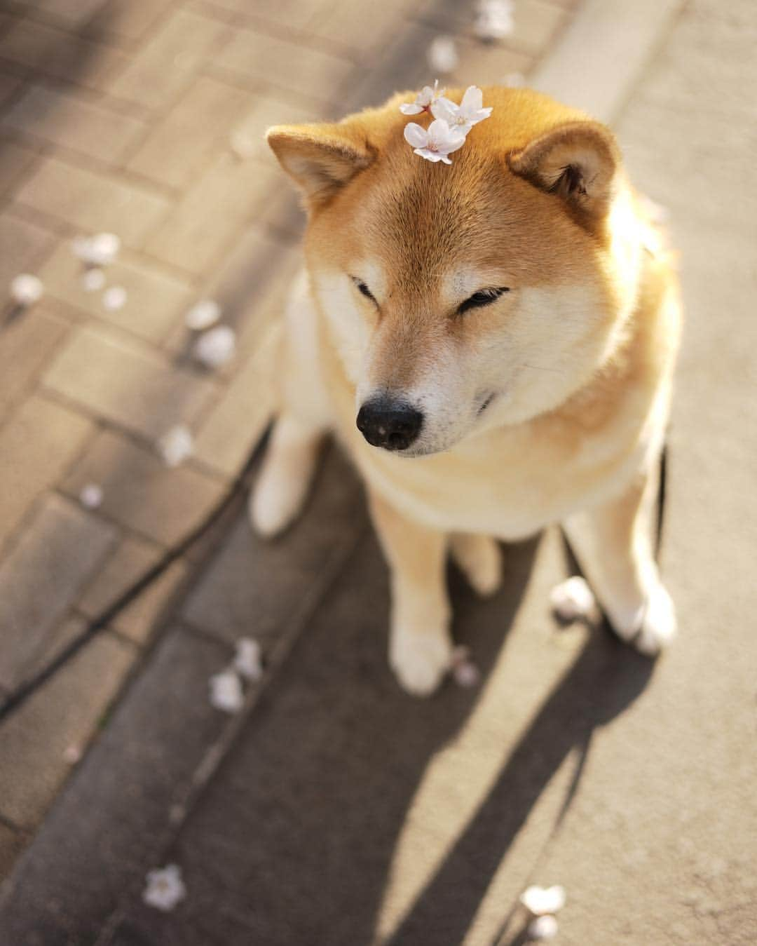 まる（まるたろう）さんのインスタグラム写真 - (まる（まるたろう）Instagram)「Good morning!!✨🌸🐶🌸✨おはまる〜(≧∀≦) まるはソメイヨシノの色が大好き✨ #主張しすぎない感じがまる子とピッタリでしょ #まる子グイグイ前に出るタイプじゃ無いし #パパ子は前に出過ぎよ #その自信はどこから来るん」4月4日 8時26分 - marutaro