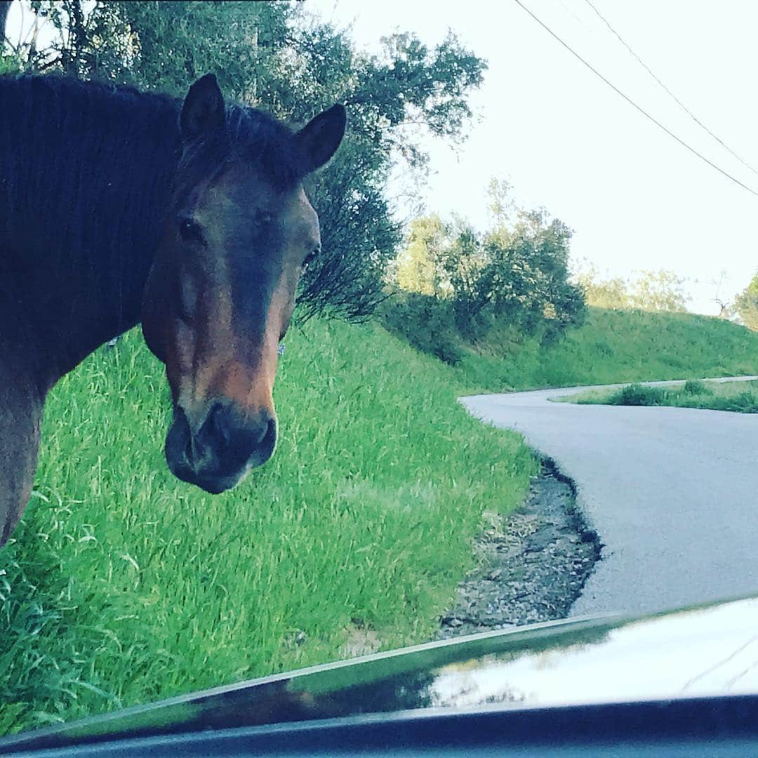 ニア・ピープルズさんのインスタグラム写真 - (ニア・ピープルズInstagram)「#swipe for more photos .Evidently I picked the wrong mode of transportation today. Had I known they were at the end of my driveway I would have left my truck and saddled up  #horselove #beauty #countryliving in the #city」4月4日 8時29分 - niapeeples