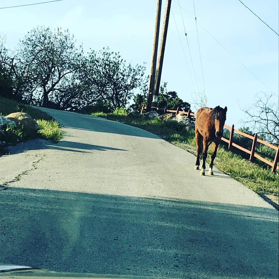 ニア・ピープルズさんのインスタグラム写真 - (ニア・ピープルズInstagram)「#swipe for more photos .Evidently I picked the wrong mode of transportation today. Had I known they were at the end of my driveway I would have left my truck and saddled up  #horselove #beauty #countryliving in the #city」4月4日 8時29分 - niapeeples