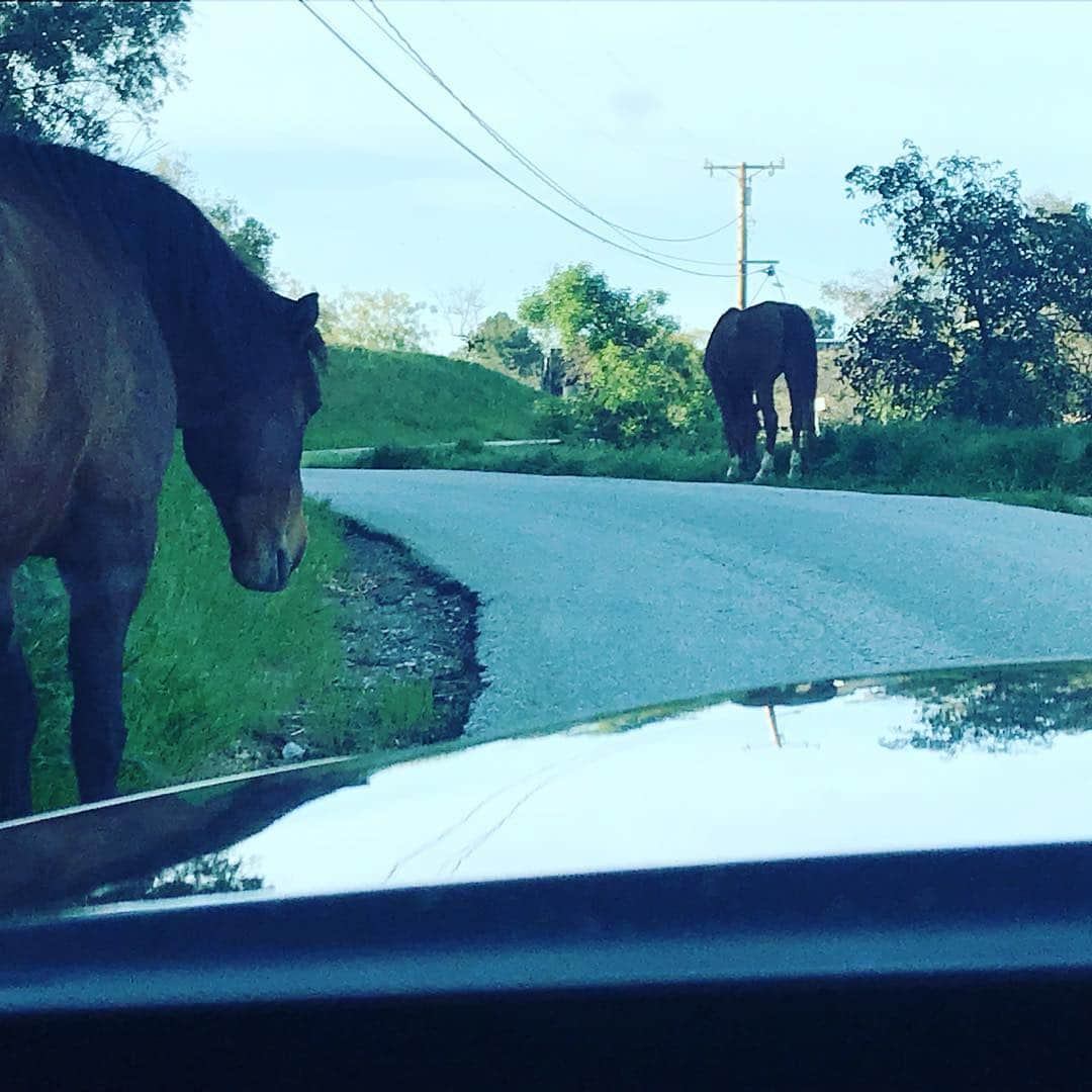 ニア・ピープルズさんのインスタグラム写真 - (ニア・ピープルズInstagram)「#swipe for more photos .Evidently I picked the wrong mode of transportation today. Had I known they were at the end of my driveway I would have left my truck and saddled up  #horselove #beauty #countryliving in the #city」4月4日 8時29分 - niapeeples