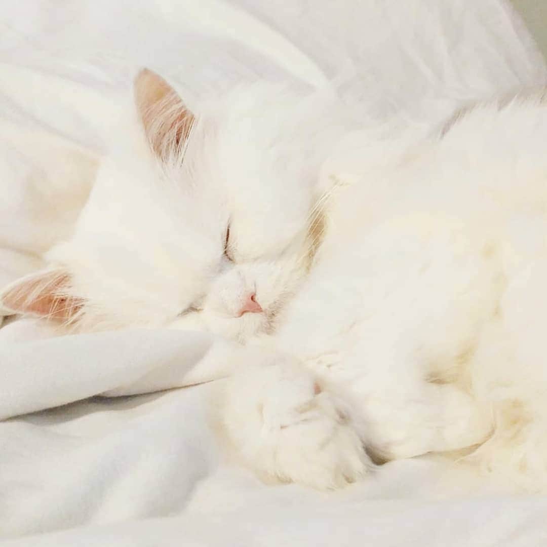 CatStockerのインスタグラム：「Hello! #catstocker is here!  Follow our FURRriend @mrlatke  Scroll right for more pictures 👉 . . . . .  #cat #neko #mačka #chat #kočka #котка #kotek #kot #кіт #mače #кошка #кот #katze #gato #gatto #kissa #kattunge #猫 #고양이 #貓 #kedi #köttur #kissanpentu #חתול #кішка #gatinho #котенок #gatito #kitten」