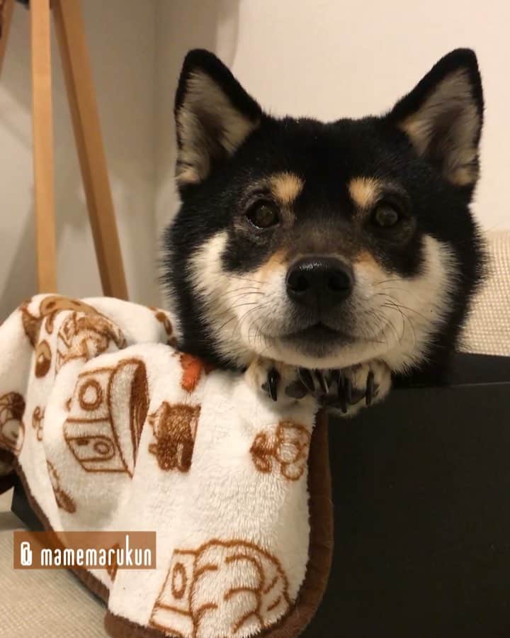まめ丸のインスタグラム：「* * さいきん、箱📦の中でくつろぐのが おきにいり🐶💓 #そろえたお手手がポイント🐾 * Good night🐶💓 * #着るエリカラがパジャマみたい🐶⭐️ #突然箱に入れるようになったぼく * 着るエリカラ、パジャマっぽくてお気に入り🐶⭐️ ハイライトの #楽天roomに載せてます #柴犬#豆柴#柴#黒柴#犬#ふわもこ部#しばいぬ#日本犬#shiba#shibainu#shibastagram#shibadog#puppy#instadog#dogstagram#dog#instashiba#petstagram#pet#cutepetclub#강아지#멍스타그램#doglover#ilovemydog#weeklyfluff#roomインフルエンサー」