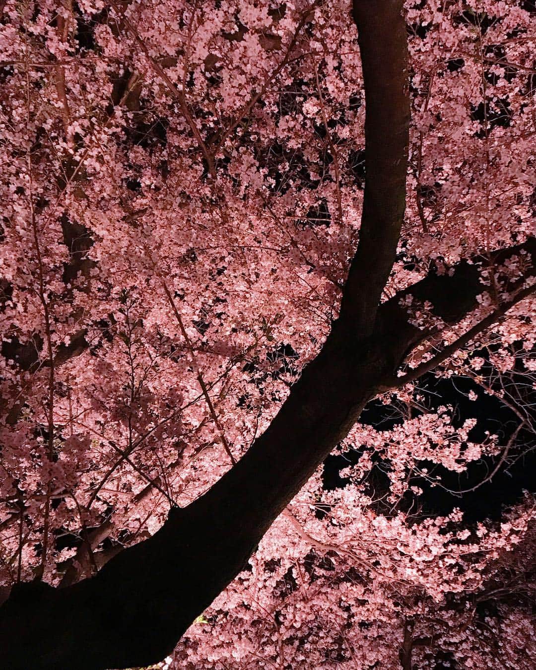 のインスタグラム：「🌸 サクラサク。  #平成最後 の #お花見  こころにしみちゃうほど綺麗だったから 寒さを忘れてしばしの ぼ〜。 ・ ・ ・  あれ。 こんなにキレイだったんだ。  少女漫画の中のセリフみたいに ロマンチックな言葉が次々出てきそうな シチュエーション。  このシーンで初恋してみたい。  となりのカップルを横目に 妄想だけが膨らむ夜桜見物。 🥺  日本って、美しい国です。  一一一一一一一一一一一一一一一一一一一一一一一一一一一一 #ポエム的な#エモい#花見#千鳥ヶ淵#sakura#桜#さくら#サクラサク#🌸#🍡#散歩#夜桜#ピンク#pink#beautiful#beautifulworld#thanks#findmyjapan#lovejapan#名所#初恋#きゅん#美しい世界#japan#beautifullife#ootd」