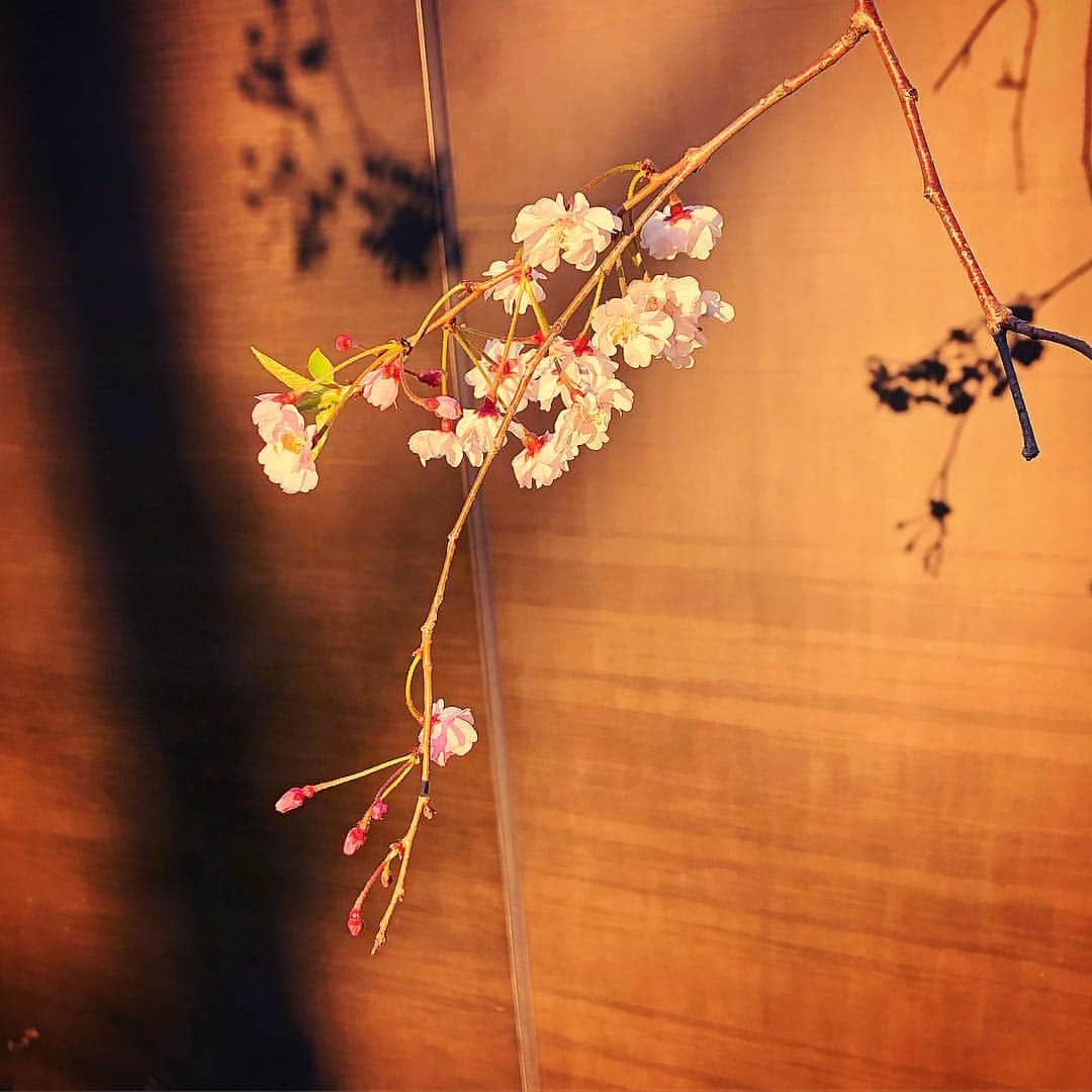 のインスタグラム：「今年初めての桜見れた🌸 よかった。今年も変わらずキレイ。 #なんとか見れた #平成最後の桜 #わたし平成平成うるさ笑 #ELISA」