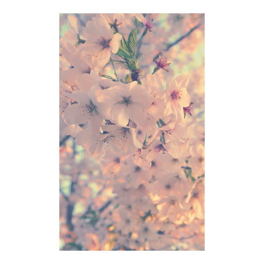 朝風れいさんのインスタグラム写真 - (朝風れいInstagram)「大好きな花🌸 もしもくるみが春産まれだったら、名前は〝さくら〟にしてた。 色んな顔の桜を撮りながら、くるみとお散歩🐕 ・ ・ ・ #寒いけど #春 #桜 #sakura #cherryblossom #くるみ #宝物 #チワワ #chiwawa #2歳 と #3ヶ月 #クリスマス生まれ #チワワ部 #いぬすたぐらむ #親バカ部 #犬バカ部 #わんこなしでは生きていけません」4月3日 23時45分 - rei.wd