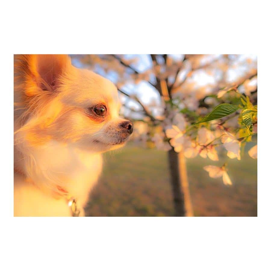 朝風れいさんのインスタグラム写真 - (朝風れいInstagram)「大好きな花🌸 もしもくるみが春産まれだったら、名前は〝さくら〟にしてた。 色んな顔の桜を撮りながら、くるみとお散歩🐕 ・ ・ ・ #寒いけど #春 #桜 #sakura #cherryblossom #くるみ #宝物 #チワワ #chiwawa #2歳 と #3ヶ月 #クリスマス生まれ #チワワ部 #いぬすたぐらむ #親バカ部 #犬バカ部 #わんこなしでは生きていけません」4月3日 23時45分 - rei.wd