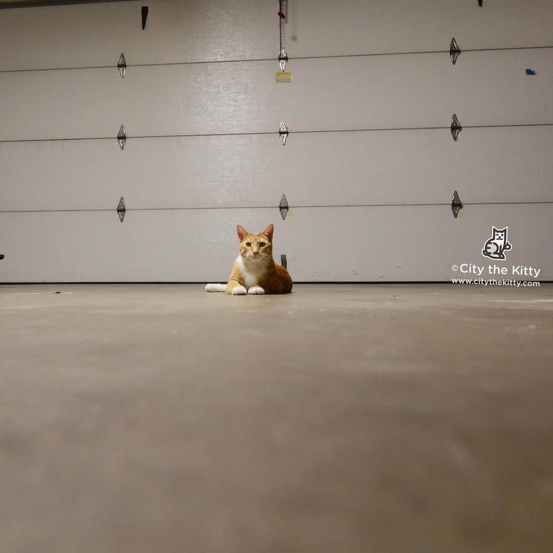 City the Kittyさんのインスタグラム写真 - (City the KittyInstagram)「Come on in! 😺 #pawsneedclaws  www.citythekitty.org」4月3日 23時50分 - citythekitty