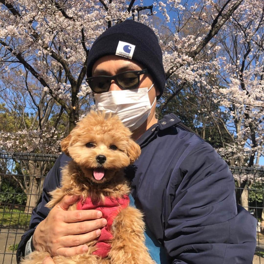 児嶋一哉さんのインスタグラム写真 - (児嶋一哉Instagram)「ネネと桜 誘拐じゃ無いよ！」4月3日 23時53分 - kojikojikoji47