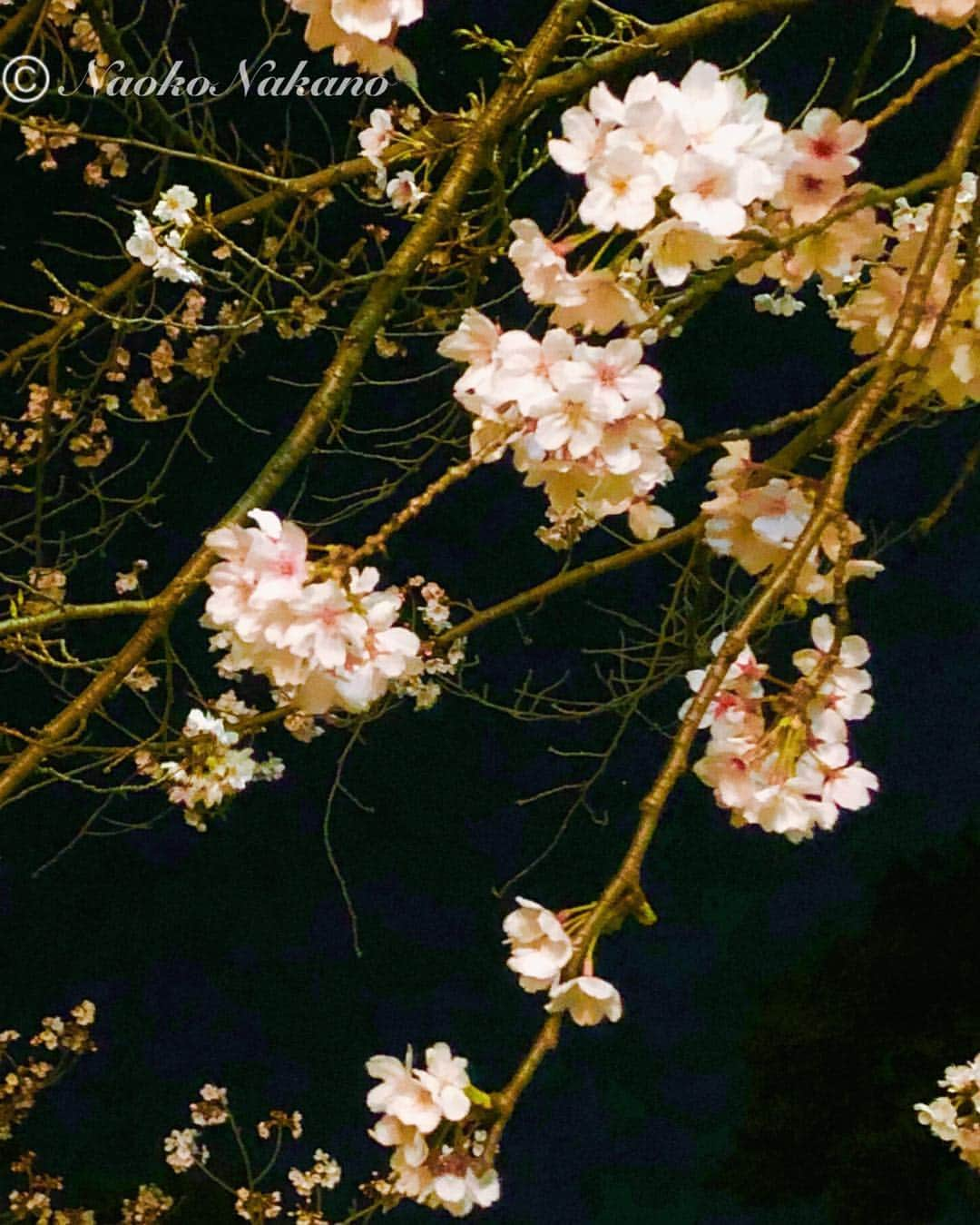 中野菜保子さんのインスタグラム写真 - (中野菜保子Instagram)「. 「花といえば...【#令和(#reiwa】」 🌸🌸🌸 . 写真は🍎🍎🍎🍎枚 . 2019年4月1日(月)新元号発表 . 1:スタバにいるということは 2:花といえばアレ 3:花といえばコレ 4:太宰府にて . 夜中にコソ〜リ更新しちゃうw . 新元号が発表されて、さっそく 経済効果が出ていますね😌特需 . それにしても萬葉集は20巻くらいあったと 思うけど、みんな楽しく読むのかしら、、、 とはいえ、売れるというのも みんなが手に取る(既に知られてはいるから) のが、 めっちゃ令い事ですよね🌈🌈🌈 . . 萬葉集の序文からということでこれは国書、 その序文は帰田賦(漢籍)のオマージュだろうなぁ、と、 朧げな記憶で感じたりして . 中野はバリバリの国文学専攻 (いまは日本語日本文学)で、 文学少女です、けれど、 大半わすれちゃってますね💦 典拠について思い出せなかった。。。 . . 明るい雰囲気で元号が変わるのは 気がラクだし単純に嬉しいし いい時代になるぞ❗️❗️❗️ と、思います(^-^) . 花といえば薫る梅だったことは 以前ワタシもブログによく書いていたけれど (ウチのお庭に梅があるから) 菅原道真が書いたものによると たぶん833〜850年あたりには 桜になったのだろう、と、ワタシは思っています🌸🌸🌸 . 中野は殊に夜桜好みですが いずれにせよ梅も桜も美しいことには かわりない←性格がでたw し、 何だったら国花なら菊も←キリがない . . 太宰府の方々は特にこれから大忙しですね😊 福岡はライブに招聘して頂いたりして 愛着がありますし ↑中野はこれでも唄うのです🎶🎶🎶 なんだか無条件に嬉しい🍓🍓🍓 . 貧困、災害、妬み嫉みや自己中な思考と、それによる争いなどが 少しでもなくなって みんなが和み穏やかに暮らせますように🍀 . . え？あ、そうです🌷正解！ スタバにいる時はものを書いてる時（≧∇≦） . 文中に「令」と「和」盛り込んでみました。 ＊ ＊ ＊ #新元号 #発表 #ナオ部 #本物 #萬葉集 #菅原道真 #太宰府 #福岡 #梅 #桜 #夜桜 派 #ダイスキ #中野菜保子 #俳優 #actor #moviestar #映画出演 #映画俳優 #drama #model #singergirls #美肌 #文学少女 #スタバにて #執筆 #オリジナリティ #花の似合う女 #笑顔最高 @dazaifutenmangu.official  @syanhaijitensya @originalgrain」4月4日 0時09分 - naokonakano8319