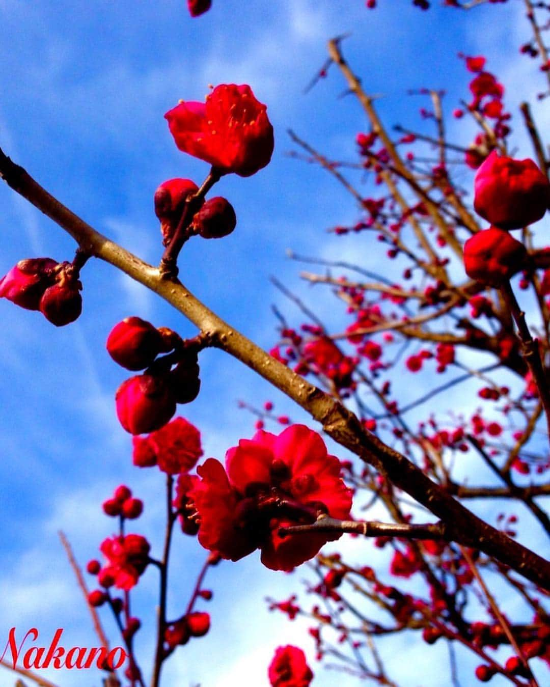 中野菜保子さんのインスタグラム写真 - (中野菜保子Instagram)「. 「花といえば...【#令和(#reiwa】」 🌸🌸🌸 . 写真は🍎🍎🍎🍎枚 . 2019年4月1日(月)新元号発表 . 1:スタバにいるということは 2:花といえばアレ 3:花といえばコレ 4:太宰府にて . 夜中にコソ〜リ更新しちゃうw . 新元号が発表されて、さっそく 経済効果が出ていますね😌特需 . それにしても萬葉集は20巻くらいあったと 思うけど、みんな楽しく読むのかしら、、、 とはいえ、売れるというのも みんなが手に取る(既に知られてはいるから) のが、 めっちゃ令い事ですよね🌈🌈🌈 . . 萬葉集の序文からということでこれは国書、 その序文は帰田賦(漢籍)のオマージュだろうなぁ、と、 朧げな記憶で感じたりして . 中野はバリバリの国文学専攻 (いまは日本語日本文学)で、 文学少女です、けれど、 大半わすれちゃってますね💦 典拠について思い出せなかった。。。 . . 明るい雰囲気で元号が変わるのは 気がラクだし単純に嬉しいし いい時代になるぞ❗️❗️❗️ と、思います(^-^) . 花といえば薫る梅だったことは 以前ワタシもブログによく書いていたけれど (ウチのお庭に梅があるから) 菅原道真が書いたものによると たぶん833〜850年あたりには 桜になったのだろう、と、ワタシは思っています🌸🌸🌸 . 中野は殊に夜桜好みですが いずれにせよ梅も桜も美しいことには かわりない←性格がでたw し、 何だったら国花なら菊も←キリがない . . 太宰府の方々は特にこれから大忙しですね😊 福岡はライブに招聘して頂いたりして 愛着がありますし ↑中野はこれでも唄うのです🎶🎶🎶 なんだか無条件に嬉しい🍓🍓🍓 . 貧困、災害、妬み嫉みや自己中な思考と、それによる争いなどが 少しでもなくなって みんなが和み穏やかに暮らせますように🍀 . . え？あ、そうです🌷正解！ スタバにいる時はものを書いてる時（≧∇≦） . 文中に「令」と「和」盛り込んでみました。 ＊ ＊ ＊ #新元号 #発表 #ナオ部 #本物 #萬葉集 #菅原道真 #太宰府 #福岡 #梅 #桜 #夜桜 派 #ダイスキ #中野菜保子 #俳優 #actor #moviestar #映画出演 #映画俳優 #drama #model #singergirls #美肌 #文学少女 #スタバにて #執筆 #オリジナリティ #花の似合う女 #笑顔最高 @dazaifutenmangu.official  @syanhaijitensya @originalgrain」4月4日 0時09分 - naokonakano8319