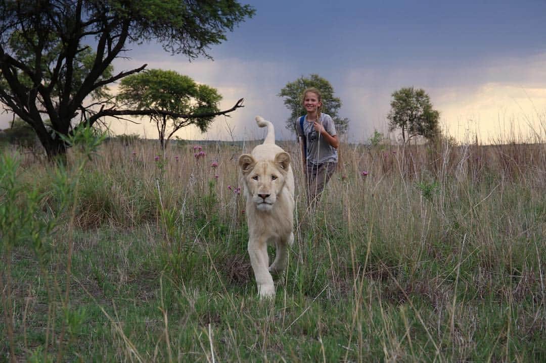 Kevin Richardson LionWhisperer さんのインスタグラム写真 - (Kevin Richardson LionWhisperer Instagram)「Hey Canada, this one’s for you! 🇨🇦 🦁  How would you like to win tickets to one of the Canadian premieres of Mia and the White Lion this Saturday?  We have prize packs for each theatre consisting of 4 tickets each for every winner, and 5 winners per theatre!  All you have to do is answer this question: why shouldn’t tourists coming to South Africa pet lion cubs?  Put your answer in the comments along with which premiere you’d like to attend below and we will choose the winners for them:  Toronto (Yonge/Dundas, Vaughan and Mississauga) Ottawa (Kanata) Edmonton  Calgary Langley Winnipeg Good Luck everyone! #miaandthewhitelion」4月4日 0時10分 - lionwhisperersa