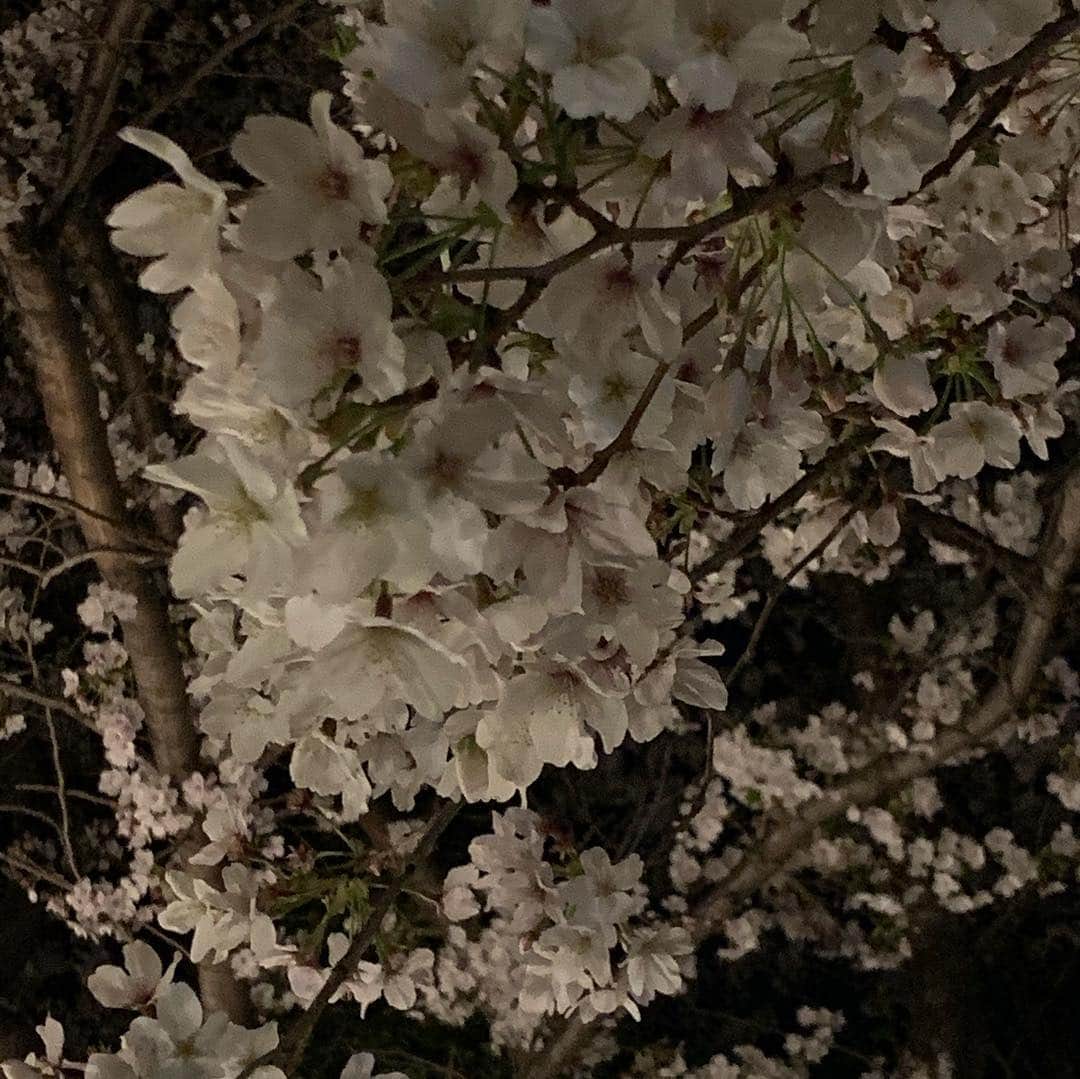 安倍宏行さんのインスタグラム写真 - (安倍宏行Instagram)「#夜桜 #風情がある」4月4日 0時13分 - higeabe