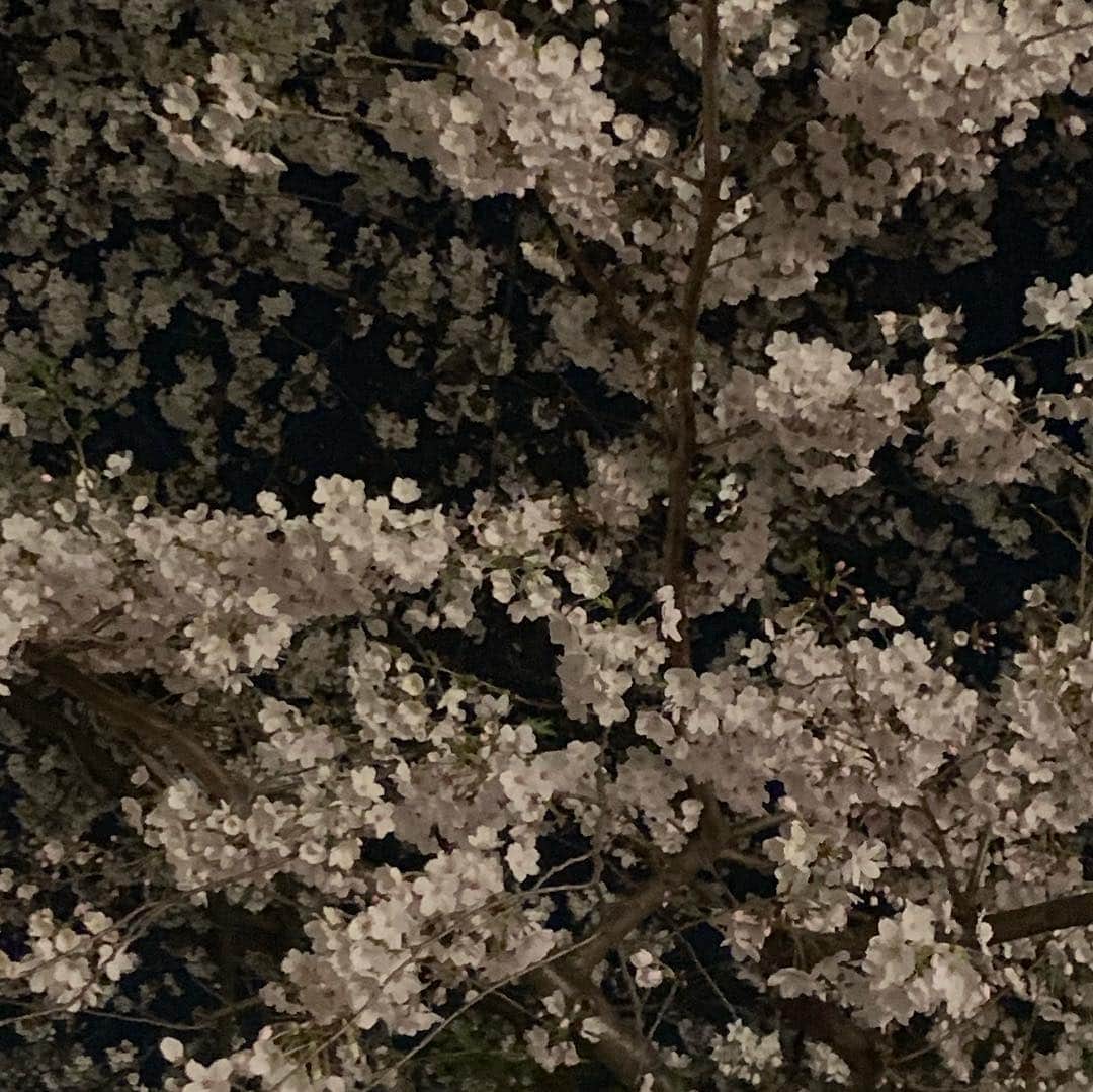 安倍宏行さんのインスタグラム写真 - (安倍宏行Instagram)「#夜桜 #風情がある」4月4日 0時13分 - higeabe