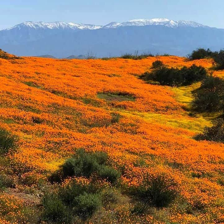 アメリカ内務省さんのインスタグラム写真 - (アメリカ内務省Instagram)「We can’t get enough of these #Superbloom photos. This hillside near Palm Springs, #California is absolutely covered in poppies. Walking on the trails past these colorful fields with the beautiful snow-capped San Bernardino Mountains rising in the distance is a springtime delight. In addition to poppies, there are several other native flowers, butterflies and birds enjoying this year's #wildflower show. Please be sure to stay on trails, don’t pick flowers and #LeaveNoTrace, so others can enjoy this natural wonder. Photo by Doug Herrema, Bureau of Land Management (@mypubliclands). #TrackTheBloom #travel #usinterior」4月4日 0時17分 - usinterior