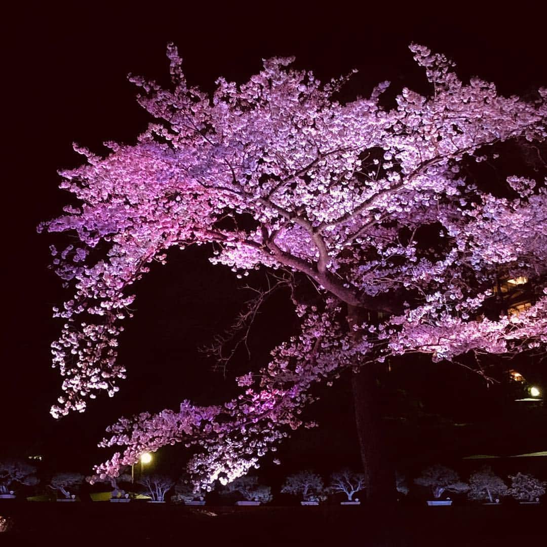 八芳園さんのインスタグラム写真 - (八芳園Instagram)「【夜桜ライトアップ延長致します】  花冷えの日が続いておりますが、 皆さま、お花見に行かれましたか？  八芳園の庭園では、 染井吉野が咲いておりますが、 しだれ桜も4分咲きとなりました。 八重桜はこれから、という事で 今年はまだまだお花見を愉しむ事が できそうです。  そこで夜桜ライトアップを 4月15日まで延長する事となりました。  特に夜はハートに見える！と 多くの皆さまが写真にあげて くださっている桜にも 是非会いにいらしてください。  桜満開、人満開。 Spring Festival 2019 粋 ［詳細はこちら］ http://www.happo-en.com/event/springfestival2019/  #八芳園 #夜桜 #ライトアップ #桜 #桜ライトアップ #夜桜ライトアップ #ハート #日本庭園 #庭園 #結婚式 #結婚式場 #東京 #白金台 #染井吉野 #しだれ桜 #ハートに #ハートに見える #ハートに見える気がする #幸せ #ハート型 #イベント #イベントプロデュース  #happoen #sakura #cherryblossom  #yozakura #tokyo #shirokanedai #heart #wedding」4月4日 0時18分 - happoen