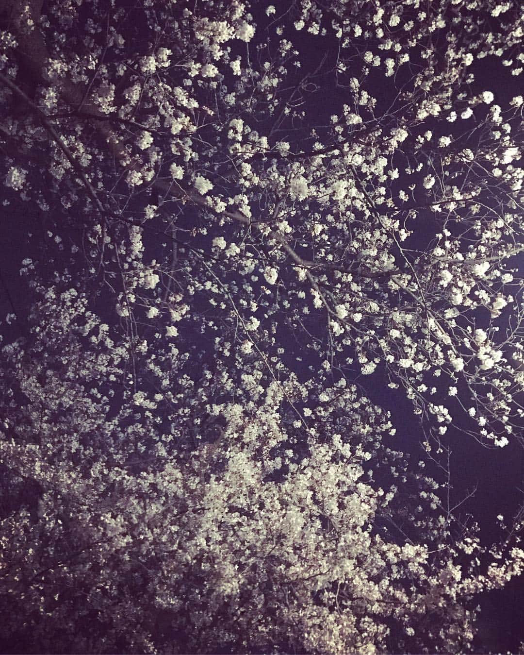 タマルのインスタグラム