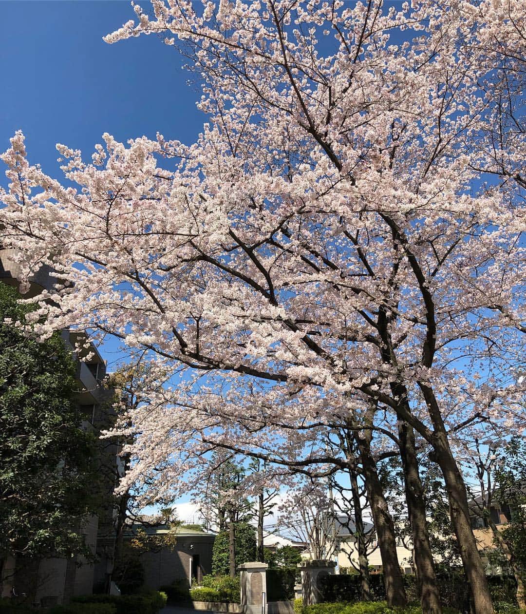 小林真樹子のインスタグラム：「春。 さくら。 ソメイヨシノの柔らかな華のある空間が大好きです。 . 心待ちにしていた開花。満開。桜吹雪。 寒くても外に出る楽しみがあり、 街のあちこちにある桜並木を見るたび 幸せな気持ちになります✨ 今週末までお花見楽しめそうで嬉しいな😊 . #さくら #ソメイヨシノ #満開 #男の子ママ #二人育児 #新年度スタート」