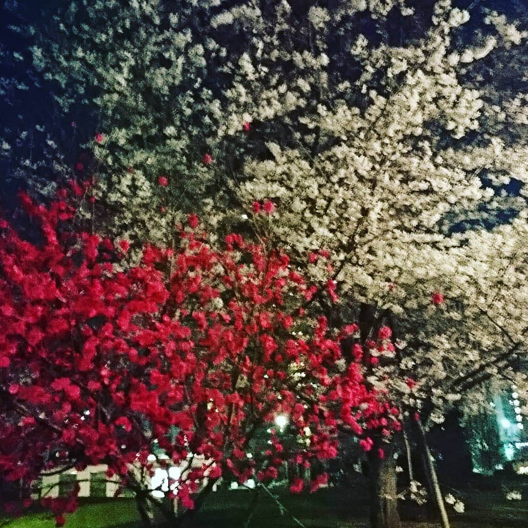 βさんのインスタグラム写真 - (βInstagram)「梅と桜 大好き」4月4日 0時36分 - thanke311