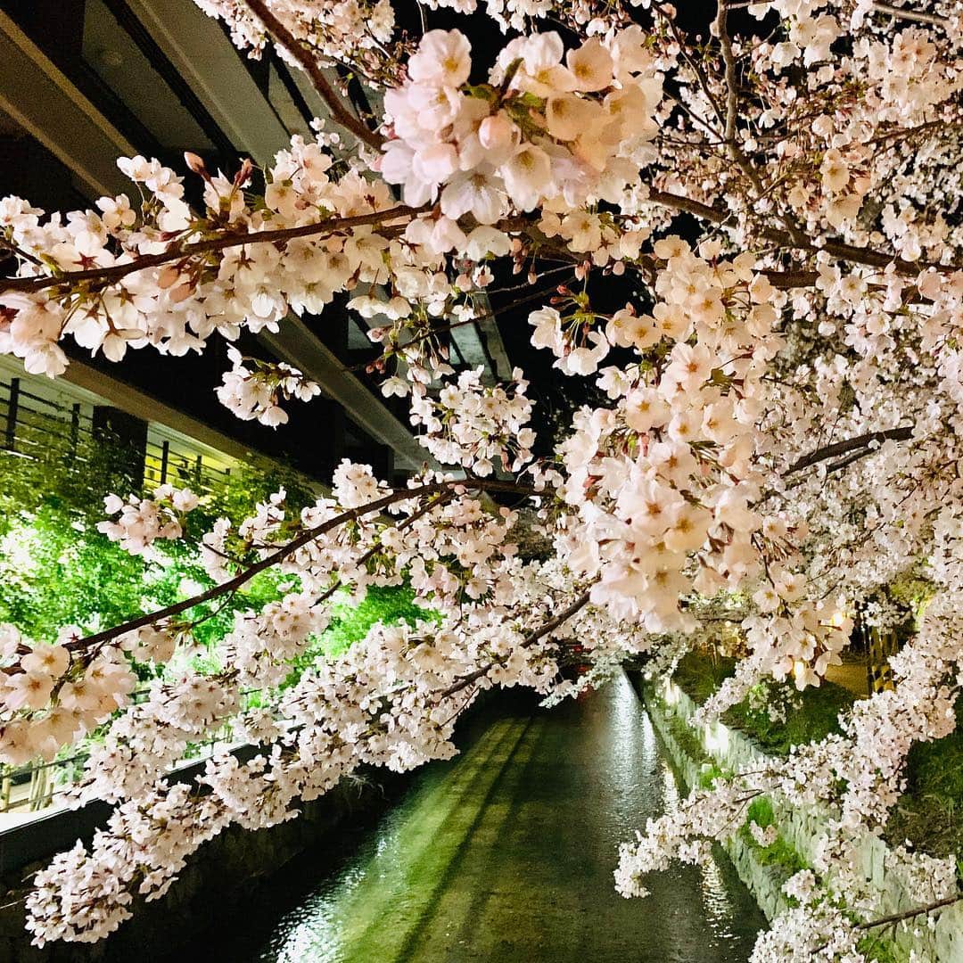 柳家三之助さんのインスタグラム写真 - (柳家三之助Instagram)「夜桜や。 #kyoto」4月4日 1時00分 - sannosuke