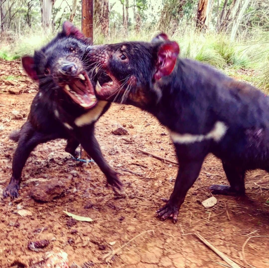 アニマルプラネットさんのインスタグラム写真 - (アニマルプラネットInstagram)「Tasmanian devils are voracious scavengers and a frenzy of them can consume nearly 40 lbs of meat in under 10 minutes. When the food runs out... sometimes they go tooth to tooth over the last scraps of skin and bone! (📸:@coyotepeterson 📍: @aussieark) . . . . . #animalsofinstagram #animalplanet #animaloftheday #wild #wildlife #outdoors #animals #wildanimals #conservation #nature #animallovers #instanature #wildgeography #tasmaniandevils #coyotebrave」4月4日 1時00分 - animalplanet