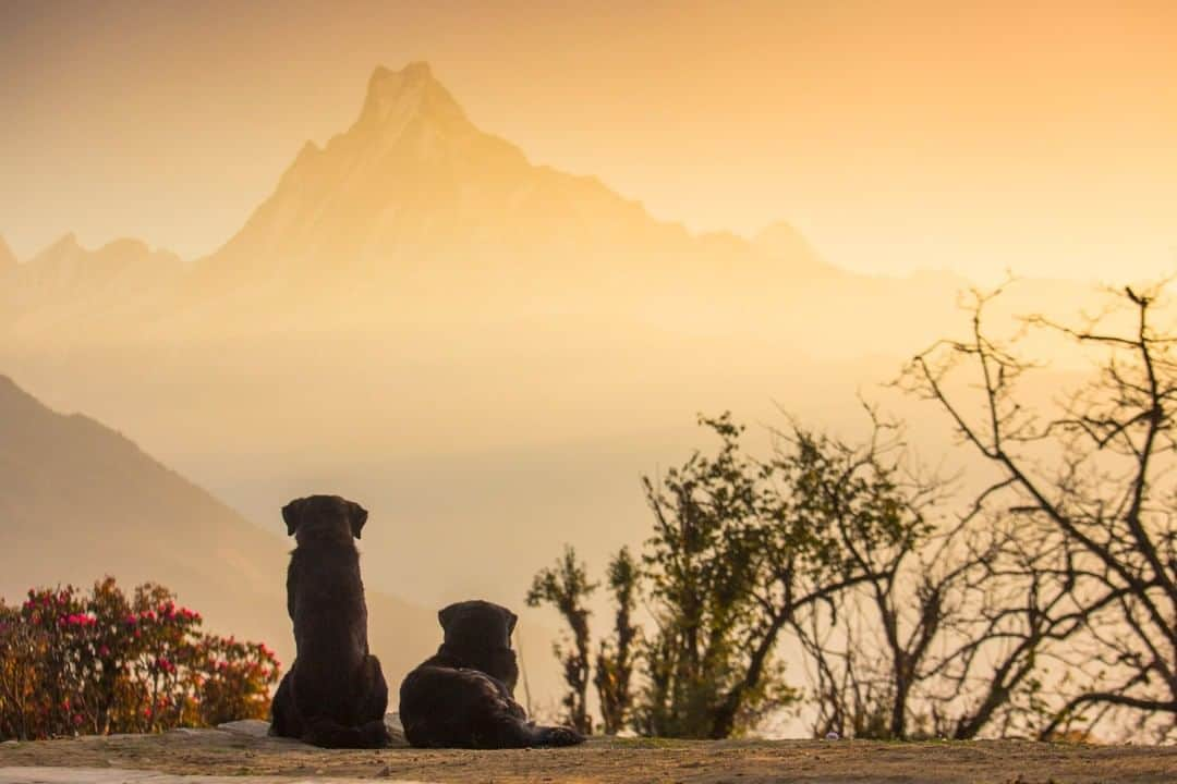 National Geographic Travelさんのインスタグラム写真 - (National Geographic TravelInstagram)「Photo by @emilypolar l Good friends watching the sunrise over the iconic Machapuchare peak in the southern Annapurna range of Nepal. To see more of Nepal and this world in a warm light follow @emilypolar #Nepal #Annapurna #Himalaya #Dogs #Tadapani」4月4日 1時01分 - natgeotravel